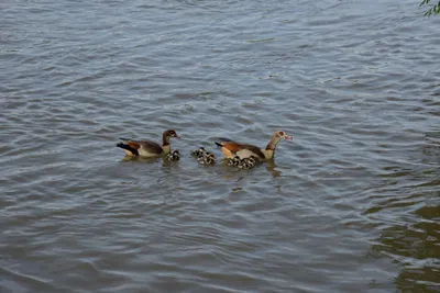 DSC_2499 (Large).JPG